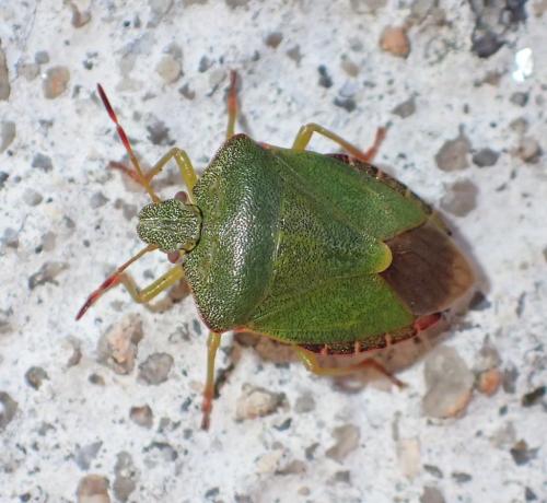 Palomena prasina